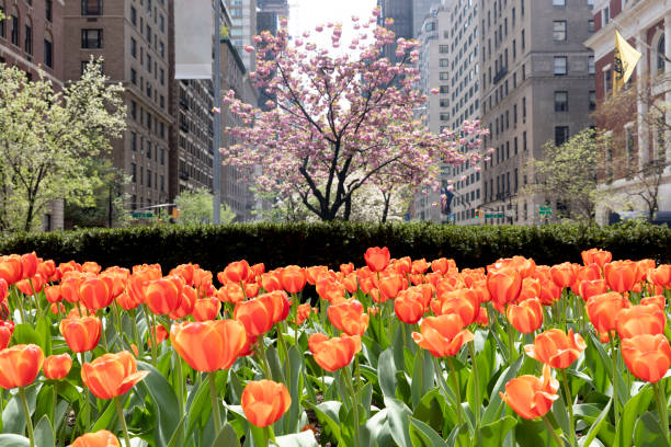 Tulips on Park Avenue stock photo