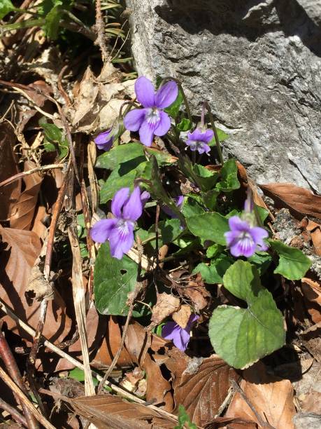 istock Close up of wild blue cyclamen 1145019216