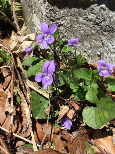 istock Close up of wild blue cyclamen 1145019251