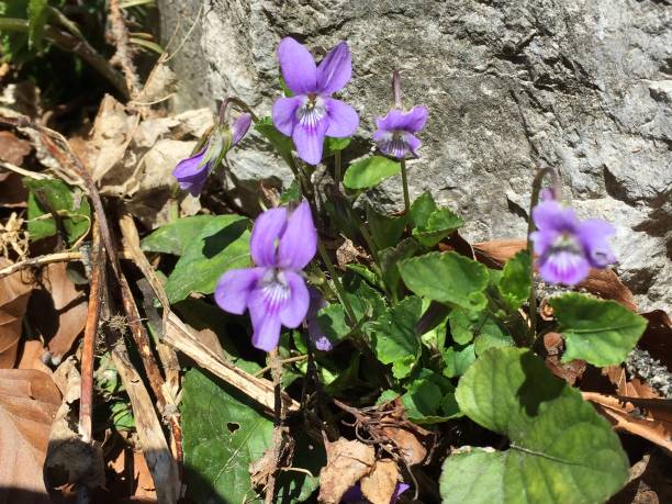 istock Close up of wild blue cyclamen 1145019273