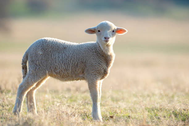 istock cute little lamb on fresh spring green meadow during sunrise 1145019323