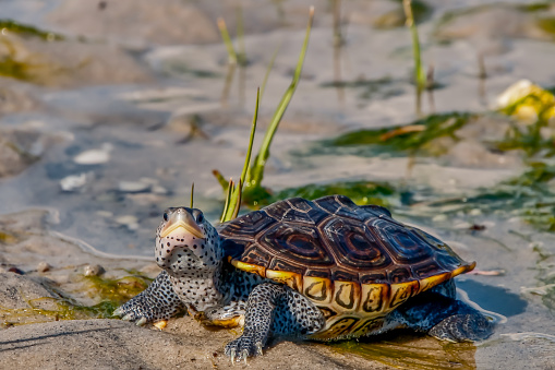 A close up of a Diamondback Terrapin in natural habitat.