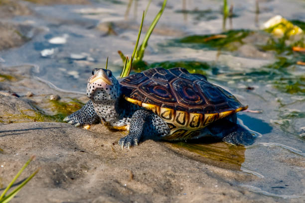 diamondback terrapin - turtle young animal beach sand foto e immagini stock