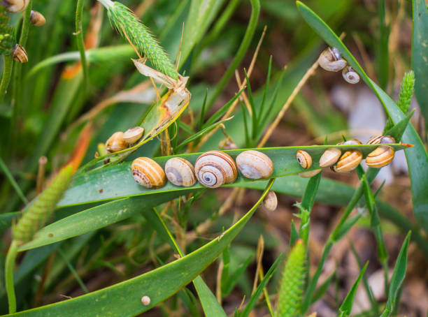 Small snails on grass Small snails lying on a blade of grass in the Apulian countryside (Salento, Lecce). The local cuisine appreciates this food. molinia caerulea stock pictures, royalty-free photos & images