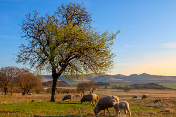 istock Flock of sheep at sunset in sprintime 1145021766