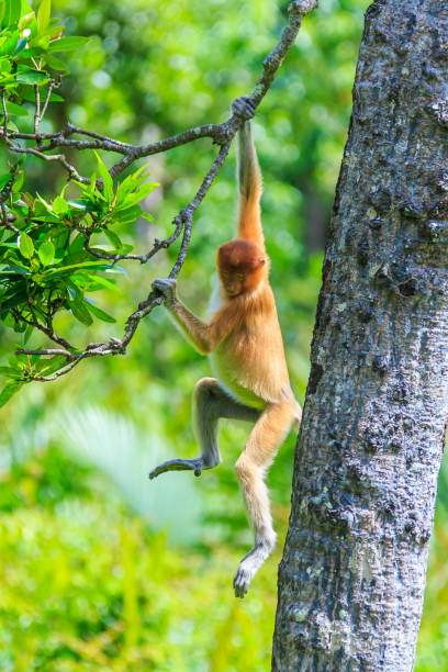 口吻モンキーまたは nasalis larvatus - monkey proboscis monkey malaysia island of borneo ストックフォトと画像