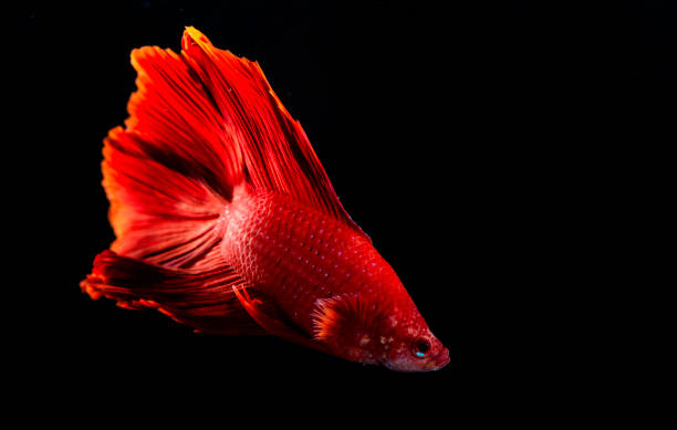 istock Beta Fish, Fighting Fish in watter 1145023306