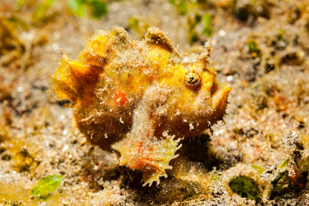 el joven hispid pez helado antennarius hispidus en la fase amarilla, estrecho de lembeh, sulawesi del norte, indonesia - anglerfish fotografías e imágenes de stock