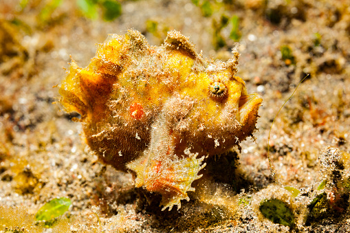 The Hispid Frogfish or Shaggy Angler Antennarius hispidus occurs in the tropical Indo-West Pacific in still muddy habitats that are either deep or offshore in a depth range from 0-90m. The color of this species is highly variable. This is a young specimen in a yellow phase. Lembeh Strait, North Sulawesi, Indonesia 1°29'7 
