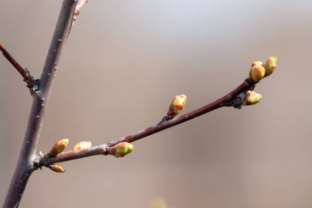 istock Apple branch with swollen buds. 1145025252