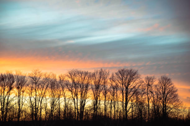 istock orange sunrise trees silhouette 1145025448