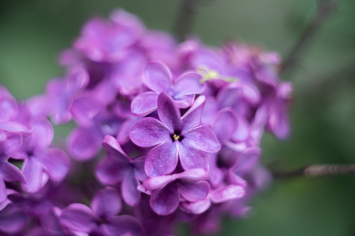 closeup of purple flower of lilac