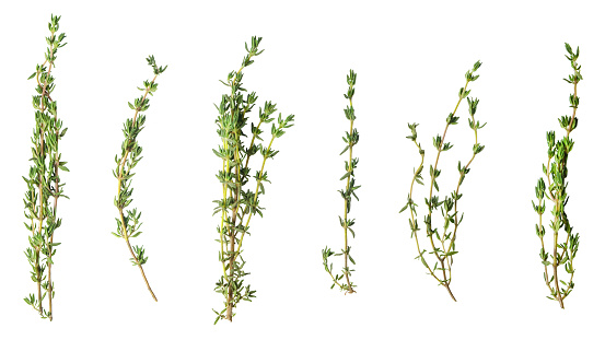 A few sprigs of fragrant thyme isolated on white.