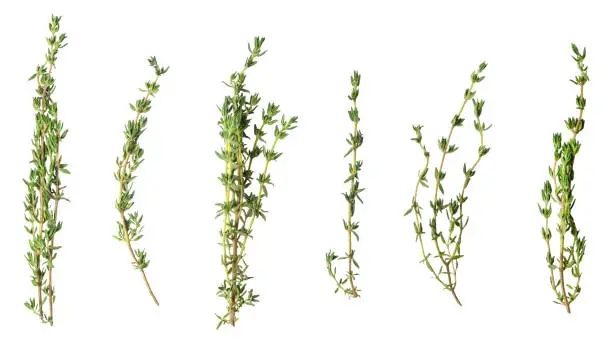 Photo of A few sprigs of fragrant thyme isolated on white.