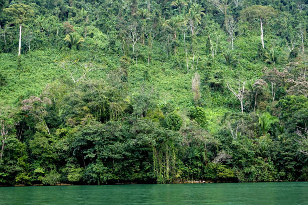 istock Guatemala Livingston 1145025812