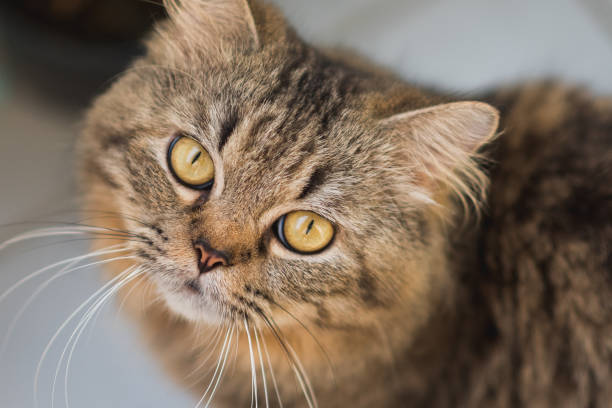 istock Lovely young male cat 1145027082
