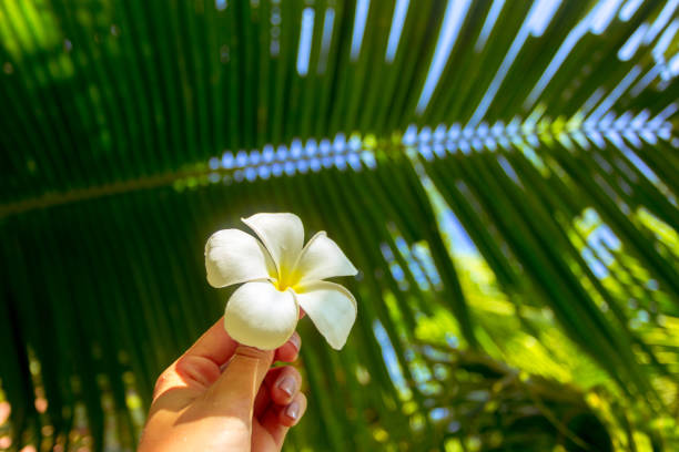 istock Frangipani flower in a woman's hand 1145027113