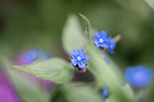 istock blue spring flowers in the garden 1145027776