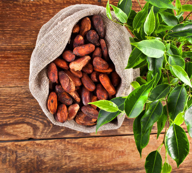 Cocoa beans in jute sack with the natural green leaves
