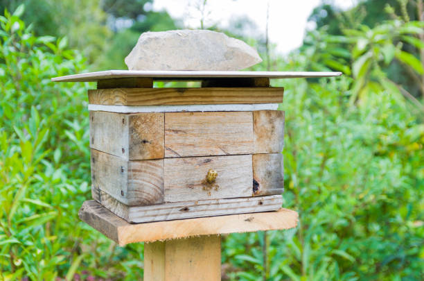 蜂の巣スティングなし, jataí蜂 (tetragonisca angustula) - beehive bee colony wax ストックフォトと画像