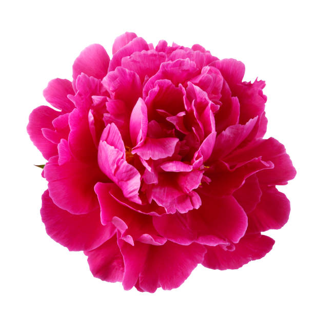 istock Purple peony flower isolated on white background 1145030760