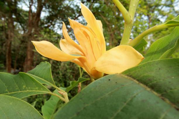istock Yellow-orange coloured champak (Magnolia champaca) flower at over bloom. 1145031263