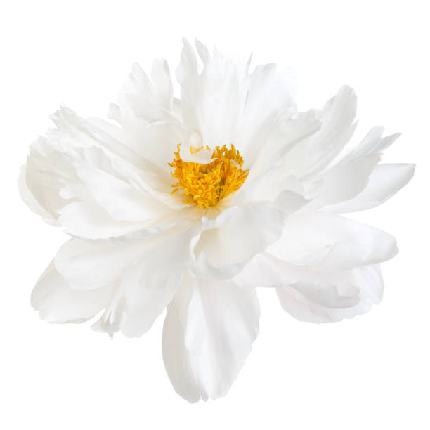 istock Bright peony flower with yellow stamens, isolated on white background. 1145032145