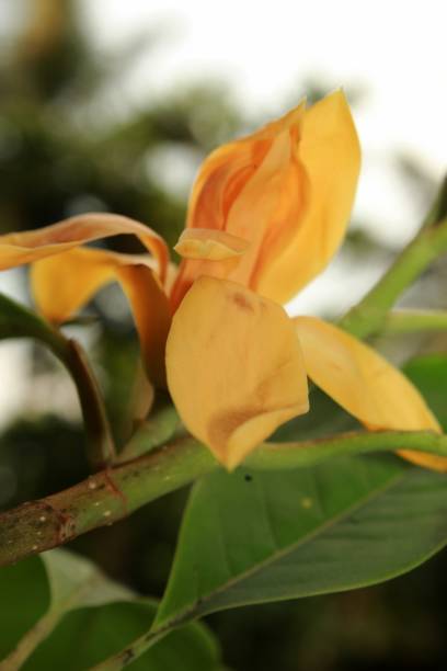 istock Yellow-orange coloured champak  flower in bloom. 1145032630