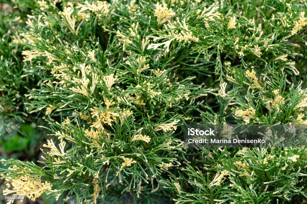 Bright variegated needles with white tips Cossack juniper (Juniperus sabina) Variegata decorates any garden Bright variegated needles with white tips Cossack juniper (Juniperus sabina) Variegata decorates any garden. Great background for natural design Abstract Stock Photo