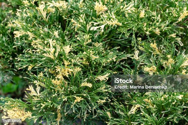 Bright Variegated Needles With White Tips Cossack Juniper Variegata Decorates Any Garden Stock Photo - Download Image Now