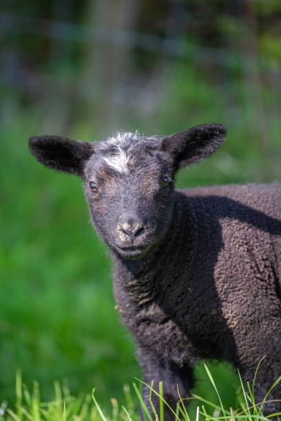 istock Young black lamb looking into the camera 1145033841