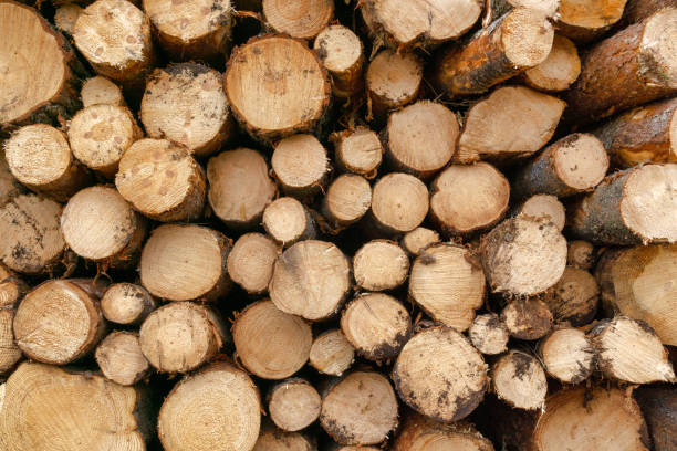 istock Annual tree rings on logs from Timber industry 1145034278