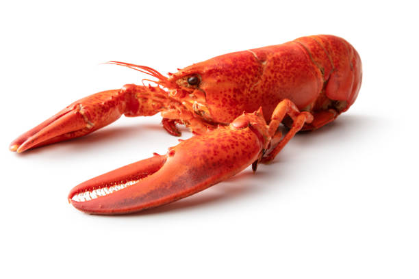 fruits de mer: homard isolé sur fond blanc - lobster prepared shellfish meal seafood photos et images de collection