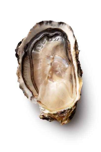 fruits de mer: oyster isolé sur fond blanc - prepared oysters photos et images de collection