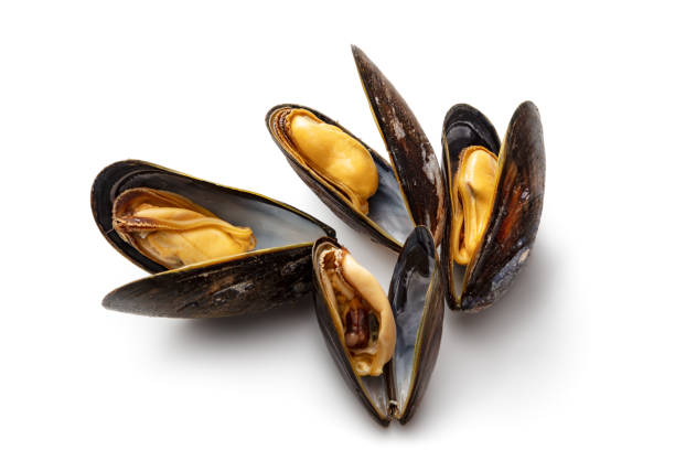 frutti di mare: cozze isolate su sfondo bianco - prepared shellfish foto e immagini stock