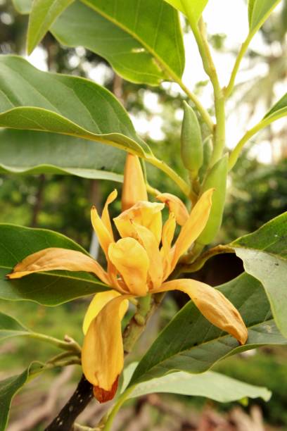 istock Yellow-orange coloured champak (Magnolia champaca) flower at over bloom. 1145035538
