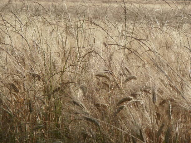 istock Golden wheat field and sunny day. Close up 1145035943