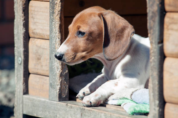 istock Dachshund puppy dog portrait 1145036106