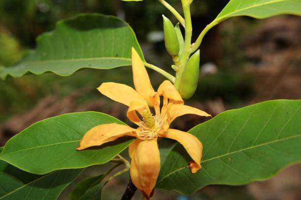 istock Yellow-orange coloured champak  flower in bloom. 1145038972