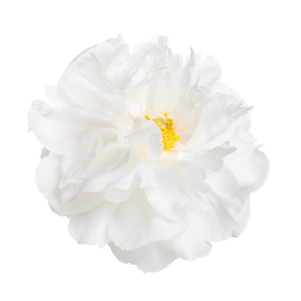 istock Bright peony flower with yellow stamens, isolated on white background. 1145039021