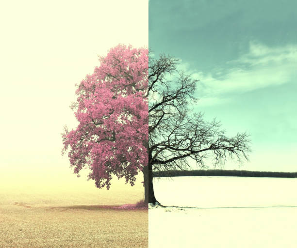 istock collage with mixed different sides of tree with changing seasons from winter to autumn 1145039183