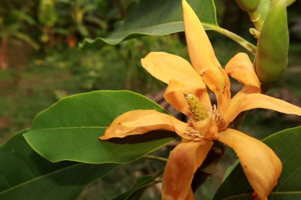 istock Yellow-orange coloured champak  flower in bloom. 1145039497