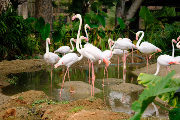 istock flamingos are wading in the water 1145039683