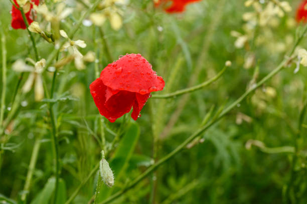 red poppy flowers under the rain.small GRIP.
