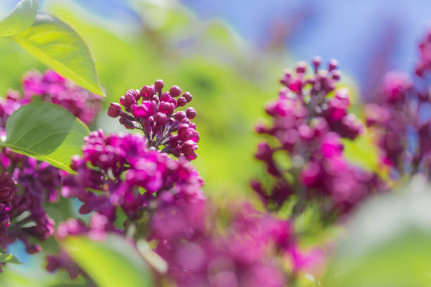 Colorful Springtime pink purple Lilac Bush in Bloom