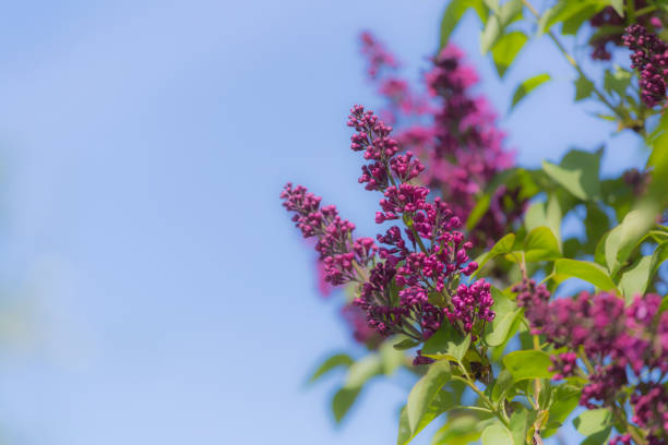 Colorful Springtime pink purple Lilac Bush in Bloom