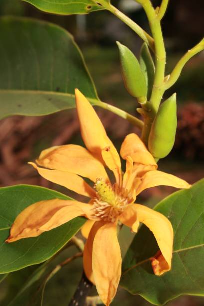 istock Yellow-orange coloured champak (Magnolia champaca) flower at over bloom. 1145040842