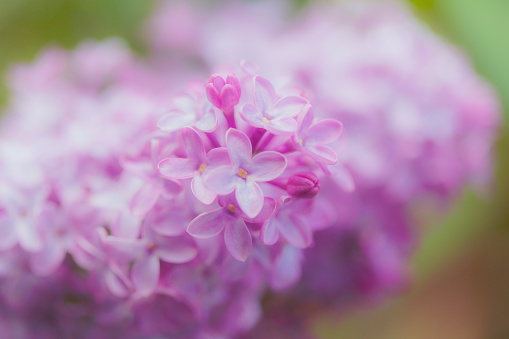 Colorful Springtime pink purple Lilac Bush in Bloom