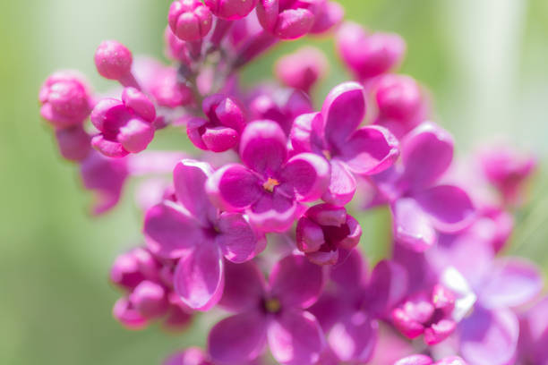 Colorful Springtime pink purple Lilac Bush in Bloom
