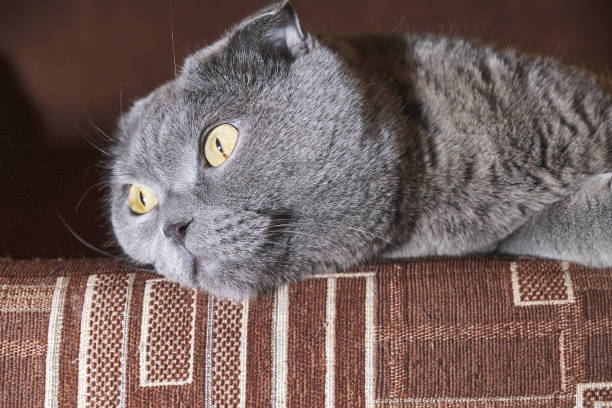 istock beautiful portrait of a Scottish fold cat 1145042253